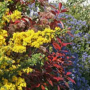 Atelier Repenser Sa Haie Pour Moins La Tailler