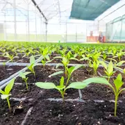 Atelier repiquage : de la graine à la vie