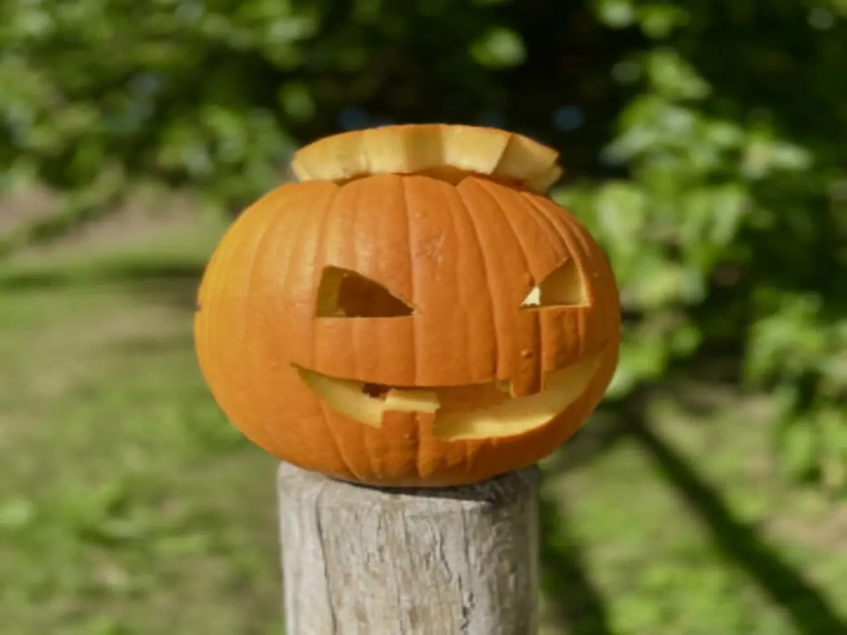 Atelier sculpture de citrouilles à la cueillette de Fraisochamp