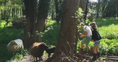 Atelier "Soins aux animaux" aux Cl&eacute;s de la Ferme &agrave; Chevannes
