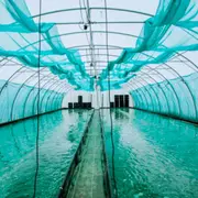 Atelier spiruline dans une ferme urbaine à Lille (59)