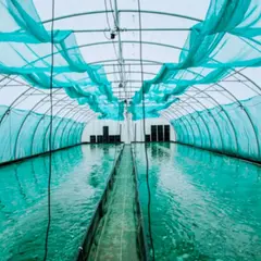 Atelier spiruline dans une ferme urbaine à Lille (59)