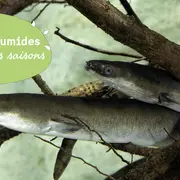 Atelier suivi de la migration des anguilles