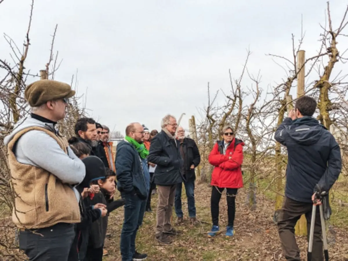 Atelier Taille d'arbres fruitiers à Lumigny (77)