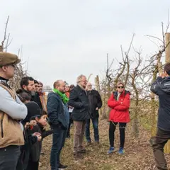 Atelier Taille d'arbres fruitiers à Lumigny (77)