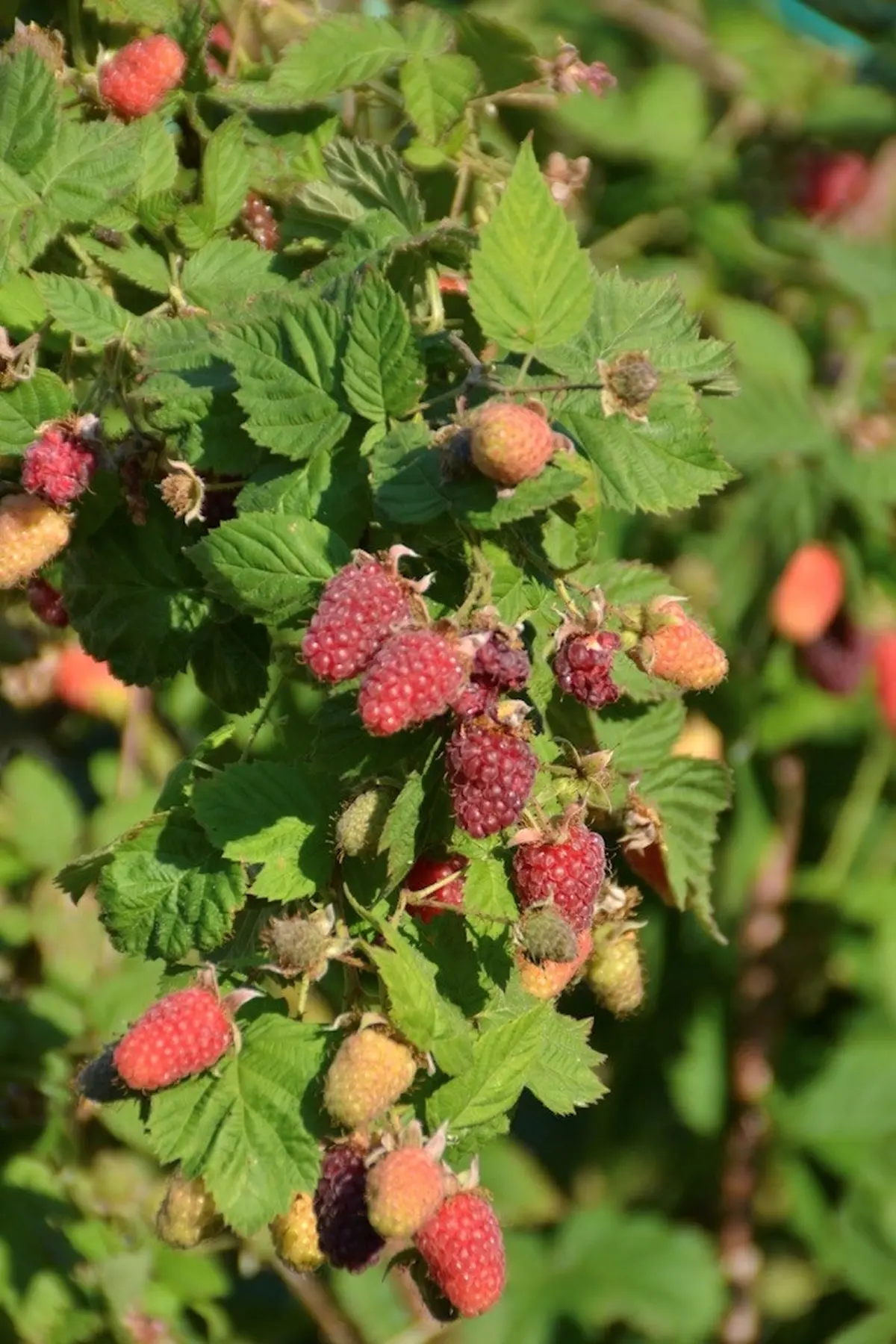 Atelier Taille douce des petits fruits