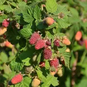 Atelier Taille douce des petits fruits