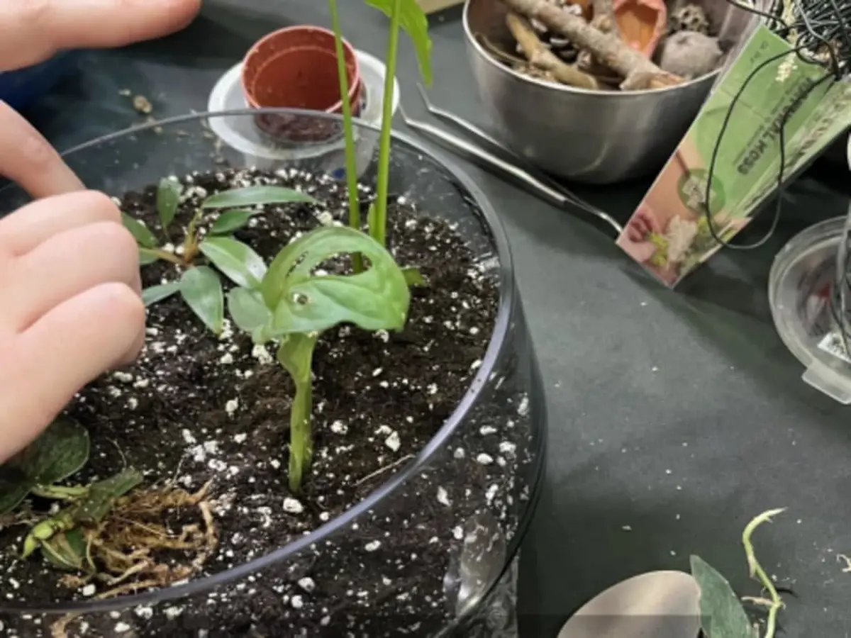 Atelier Terrarium à Amiens (80)