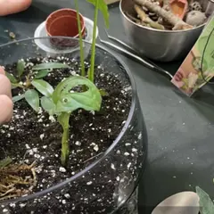 Atelier Terrarium à Amiens (80)