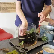 Atelier terrarium à Caluire-et-Cuire (69)