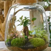 Atelier terrarium à Paris 13ème