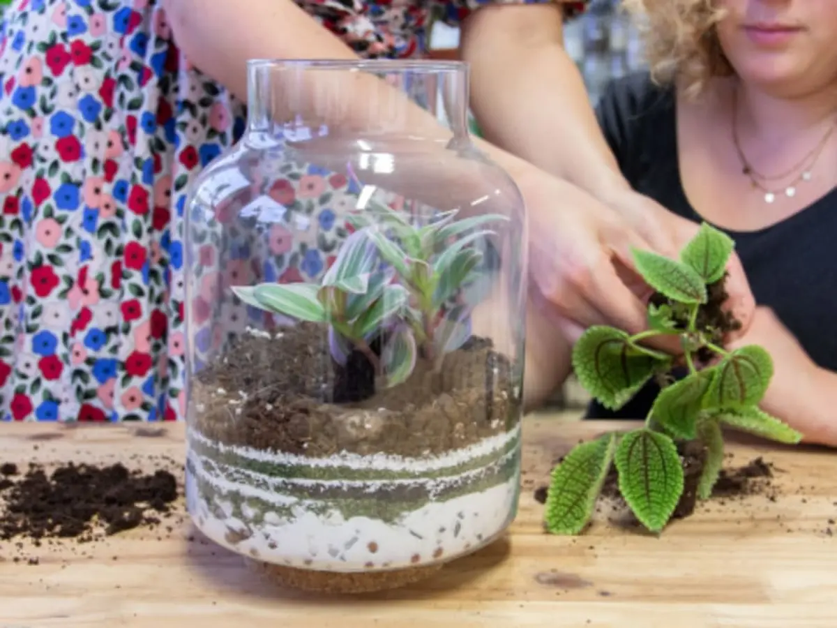Atelier terrarium à Reims (51)