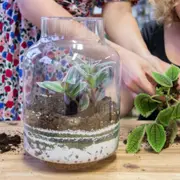 Atelier terrarium à Reims (51)