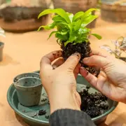 Atelier terrarium à Strasbourg (67)