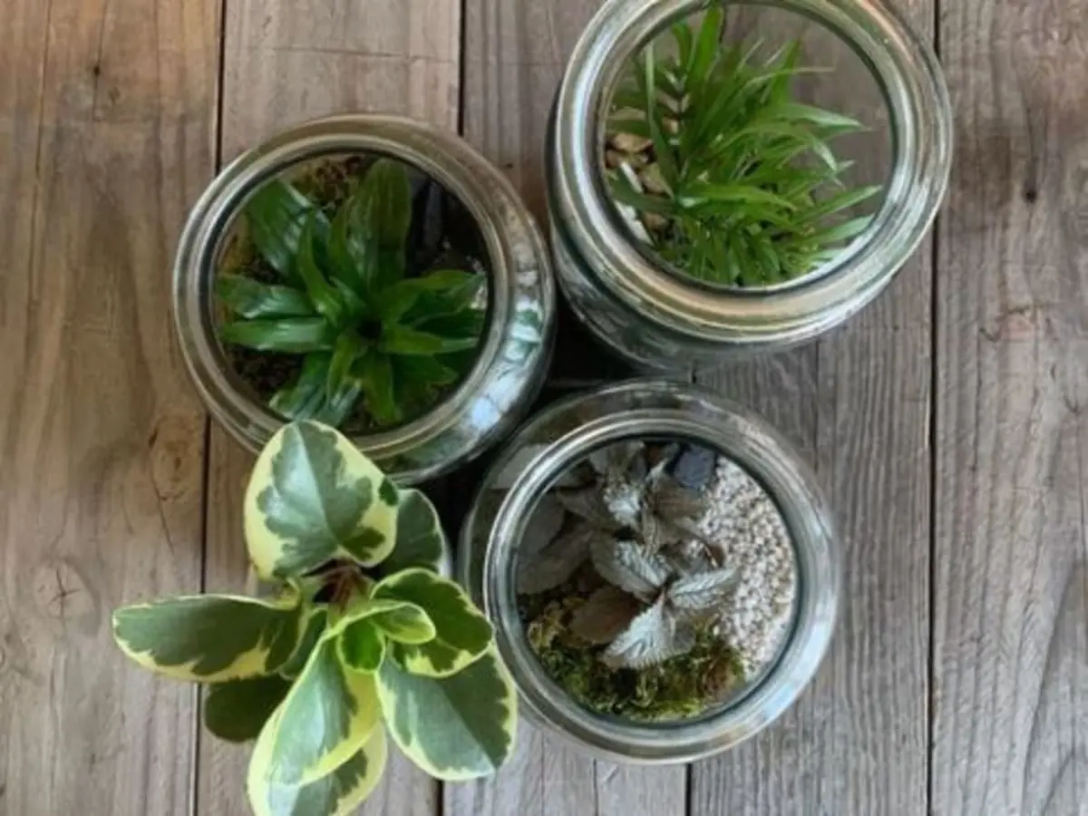 Atelier terrarium à Villeurbanne (69)