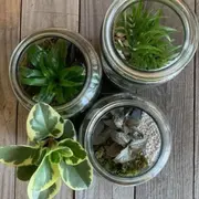 Atelier terrarium à Villeurbanne (69)