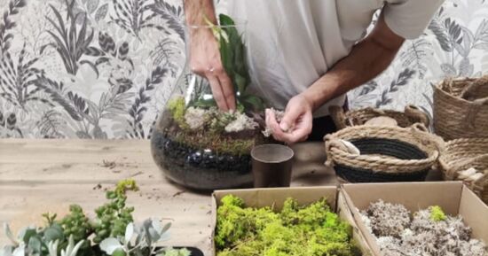 Atelier terrarium &agrave; Wasquehal (59)