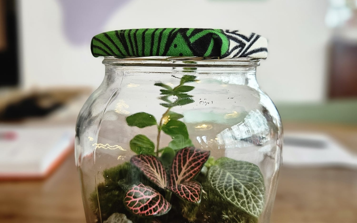 Tout savoir sur les terrariums