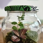 Atelier terrarium - bocal recyclé