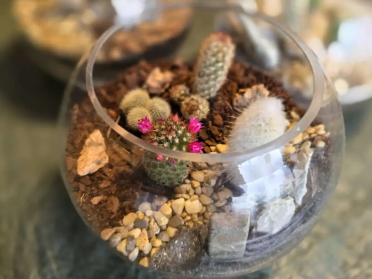 Atelier Terrarium cactus à Paris 20ème