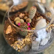 Atelier Terrarium cactus à Paris 20ème