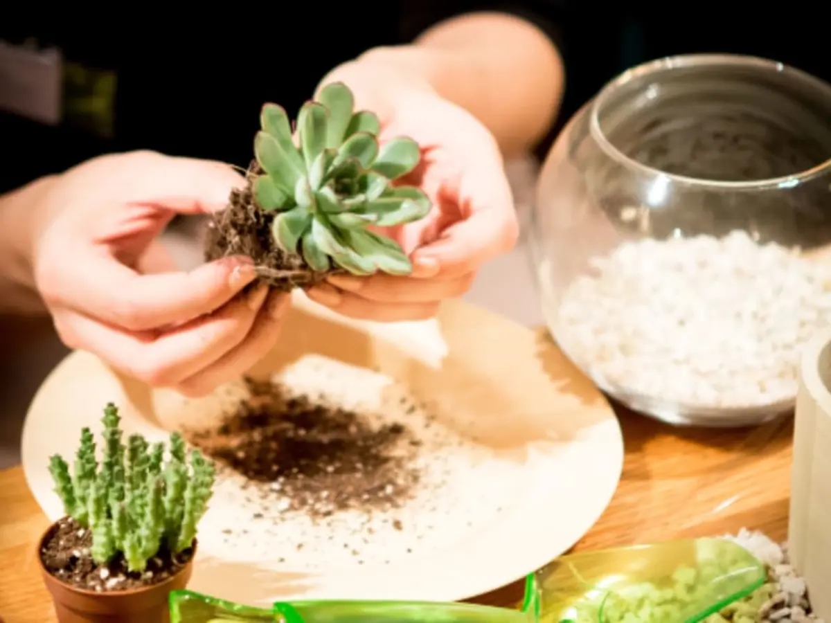 Atelier Terrarium chez Truffaut Paris Batignolles (75)