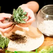 Atelier Terrarium chez Truffaut Paris Batignolles (75)