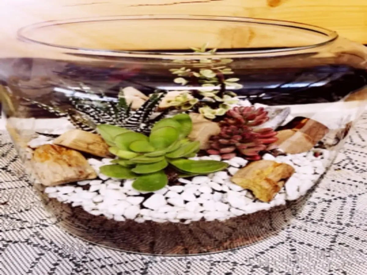 Atelier Terrarium chez Truffaut Rosny-sous-Bois (93)