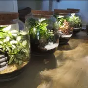 Atelier Terrarium lumineux à Paris 20ème