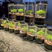Atelier Terrarium lumineux petit format à Paris 20ème