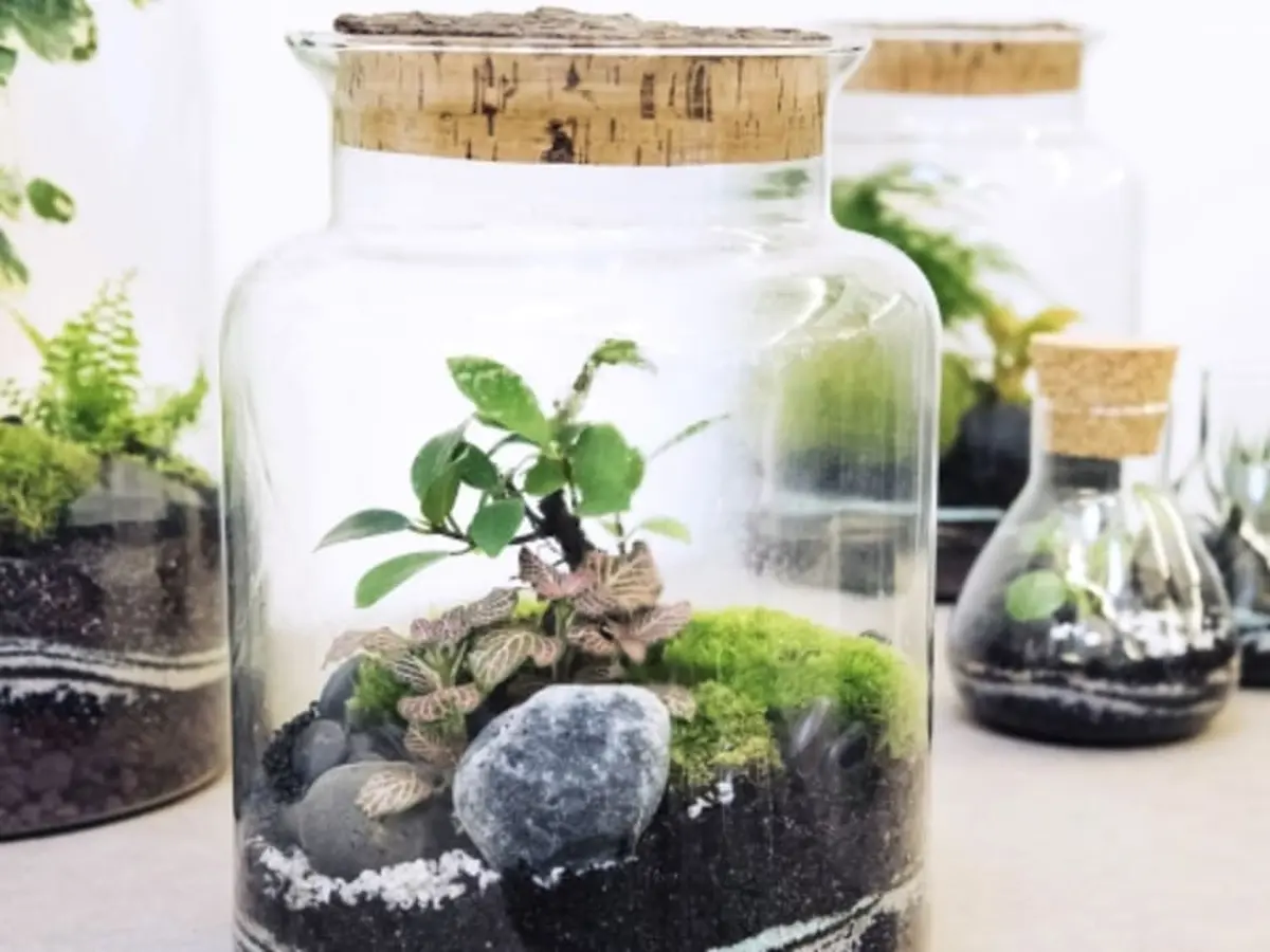 Atelier terrarium moyen proche de Strasbourg (67)