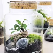 Atelier terrarium moyen proche de Strasbourg (67)