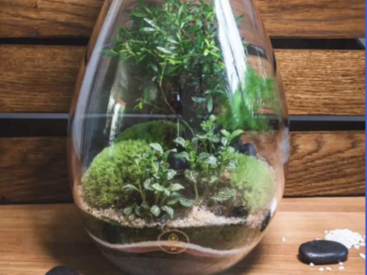 Atelier Terrarium taille M à Saint-Sorlin-en-Valloire (26)