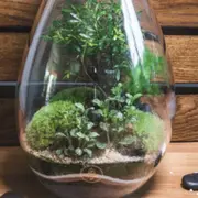 Atelier Terrarium taille M à Saint-Sorlin-en-Valloire (26)