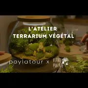 Atelier terrarium végétal