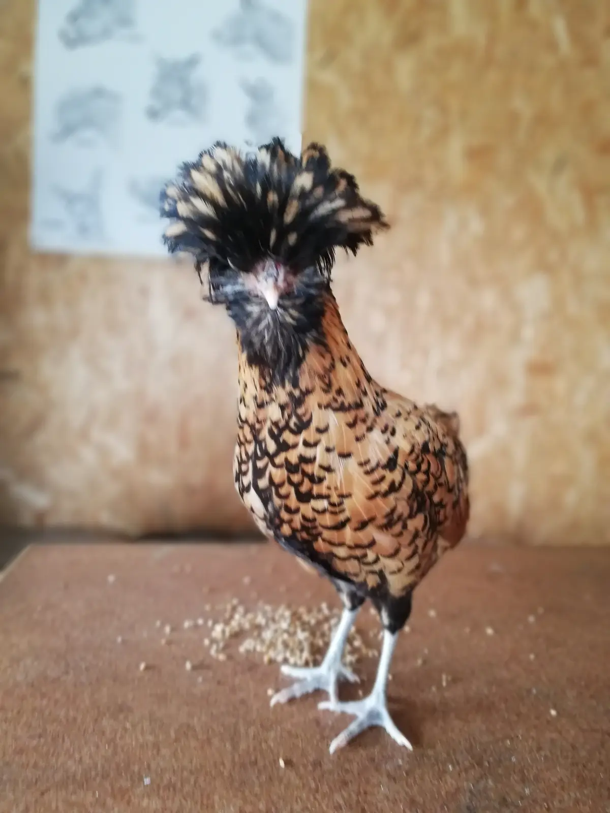 Atelier Théâtre à la ferme