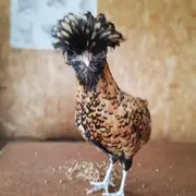 Atelier Théâtre à la ferme