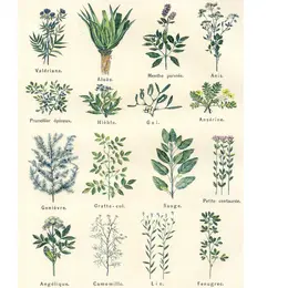 Atelier tisanes et herbes médicinales