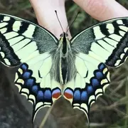 Atelier tout public : le papillon, l’arc-en-ciel de la nature