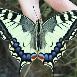 Atelier tout public : le papillon, l’arc-en-ciel de la nature