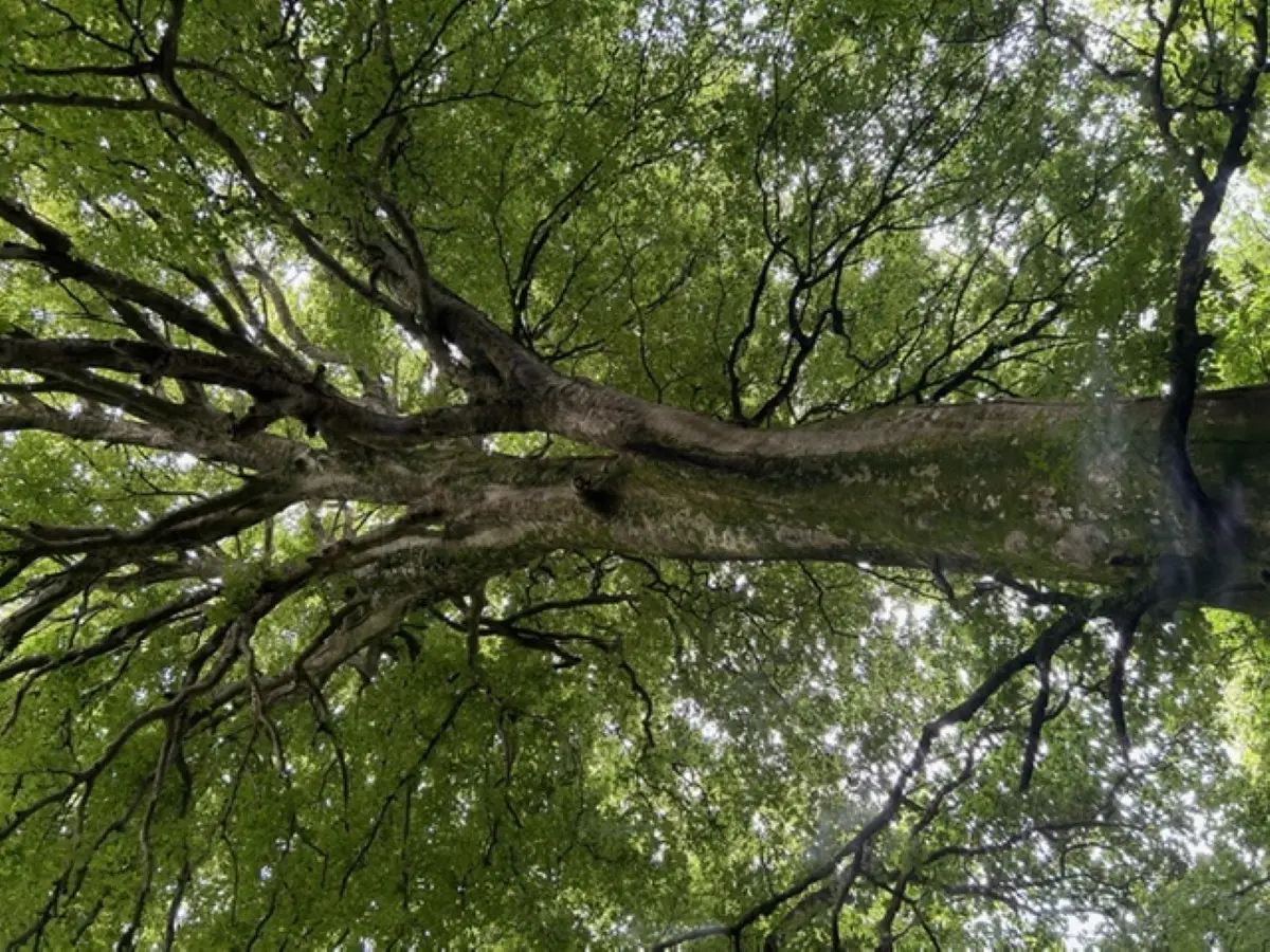 Atelier tout public : les habitants de l'arbre