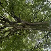 Atelier tout public : les habitants de l'arbre