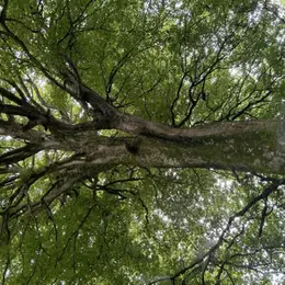 Atelier tout public : les habitants de l'arbre