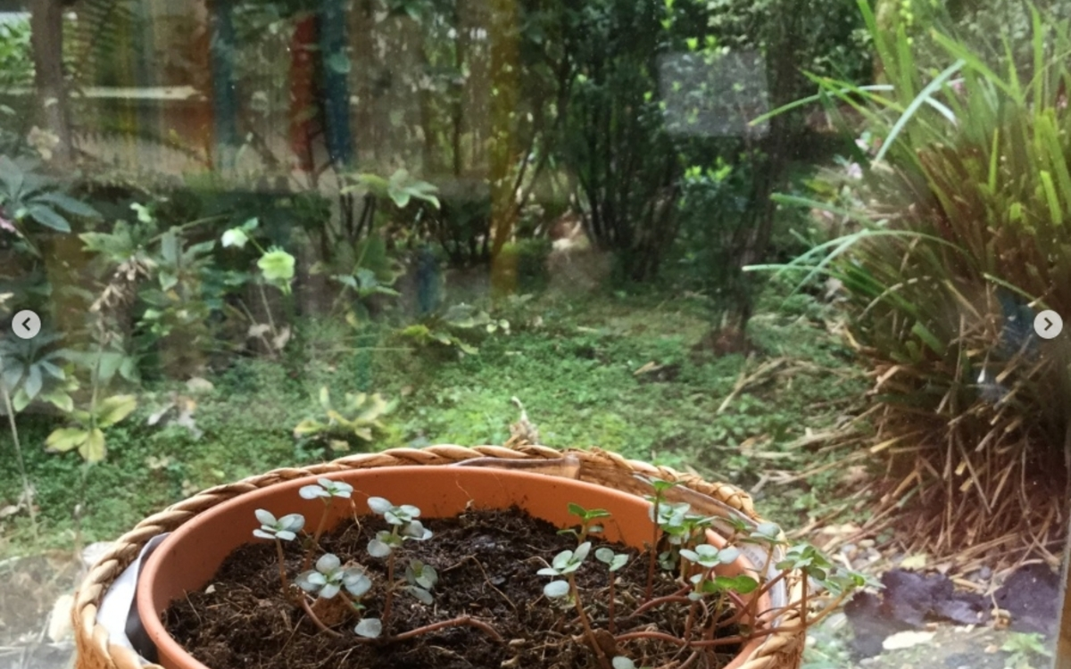 Plante de la bibliothèque Drouot