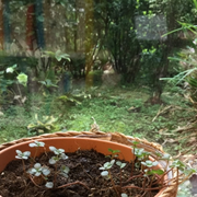 Atelier : végétaliser la bibliothèque !