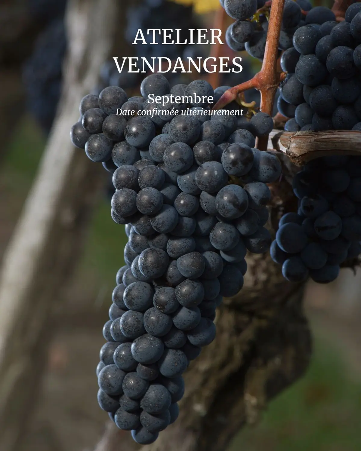 Atelier Vendanges au Château Haut Chaigneau