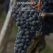 Atelier Vendanges au Château Haut Chaigneau