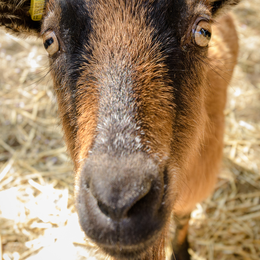 Ateliers à la ferme pédagogique René Binet (18e)