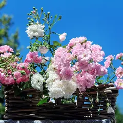 Ateliers créatifs fleurs séchées