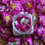 Ateliers-cueillettes de plantes sauvages